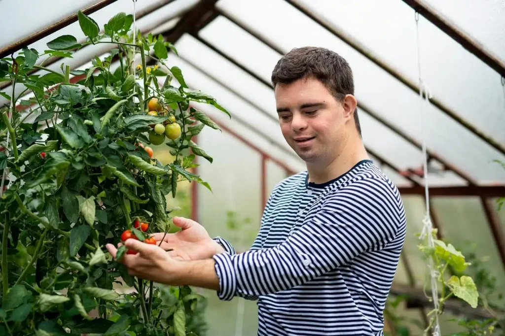 A man carefully tending to a tomato plant in a greenhouse, fostering growth and nurturing nature's bounty.